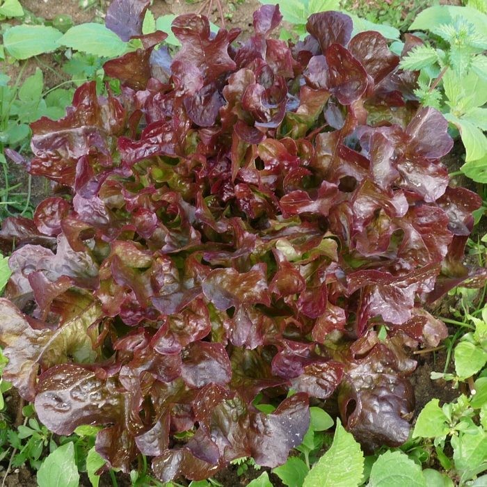 Enciam F.ROURE vermell