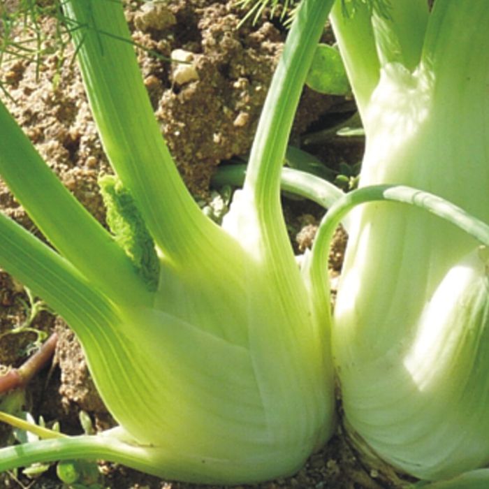 Fonoll (kg)