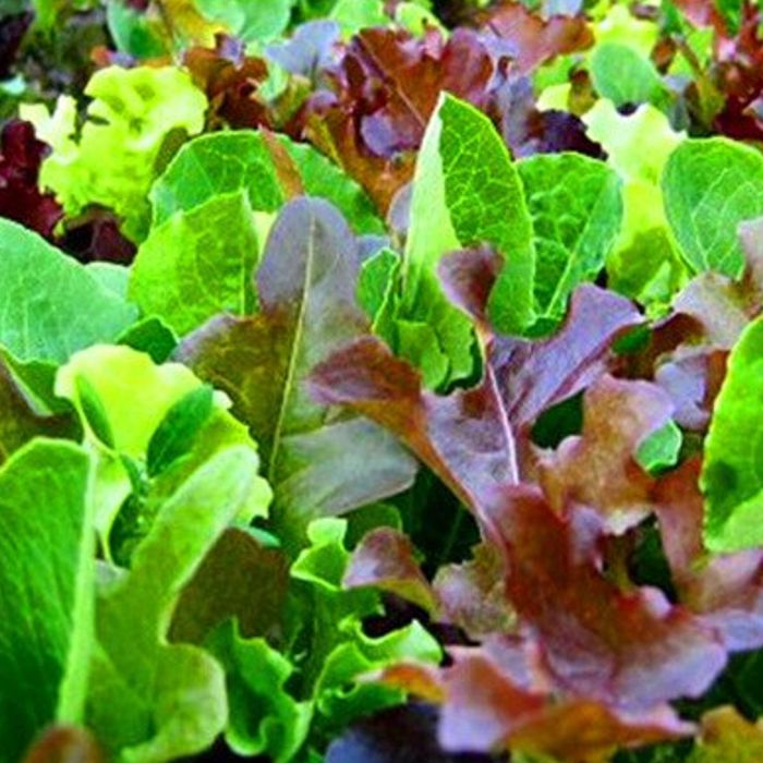 Enciam fulles mini MESCLUM