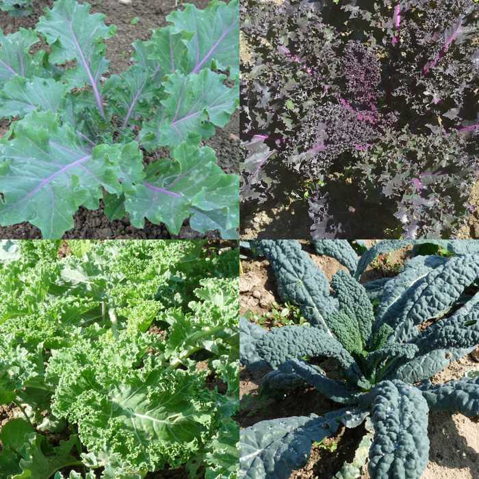 Col kale (kg)
