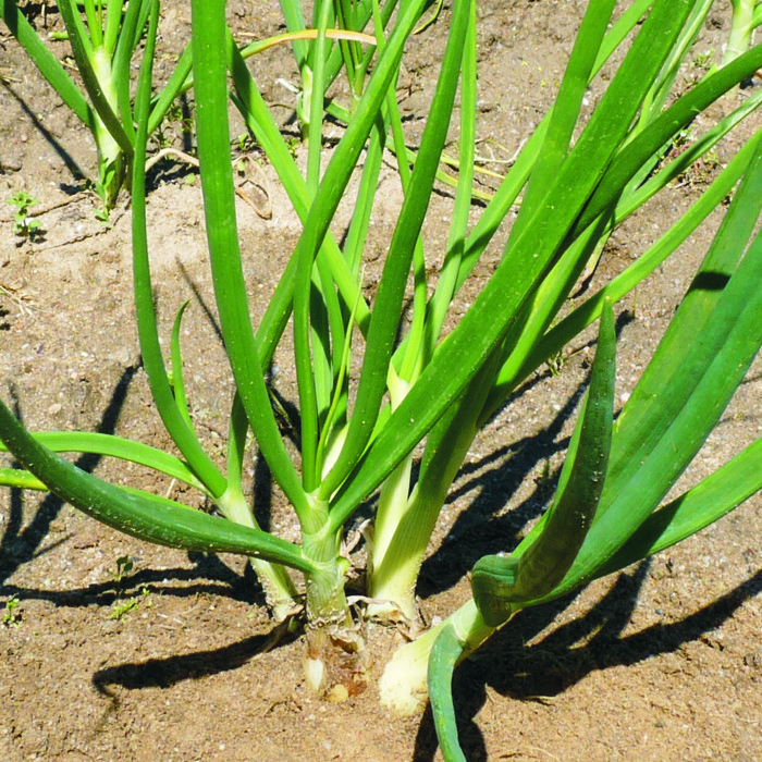 Ceba tendra (manat)