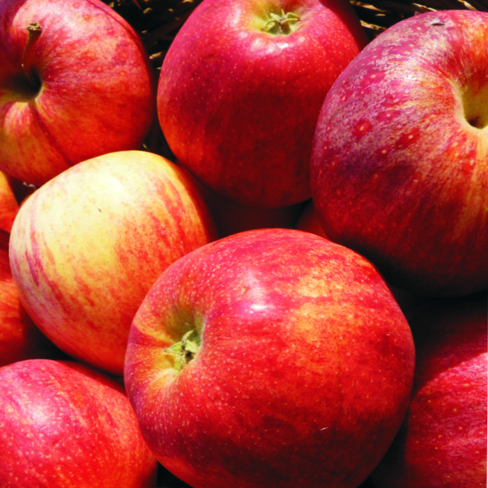 Poma ROYAL GALA -Lleida-