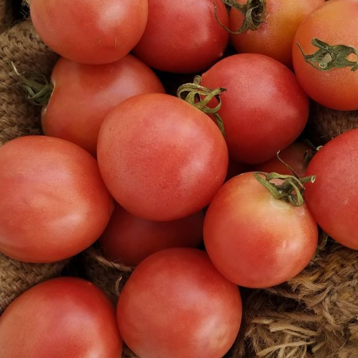 Tomacó -C.Valenciana-