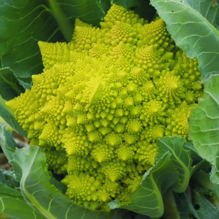 Romanescu (kg)