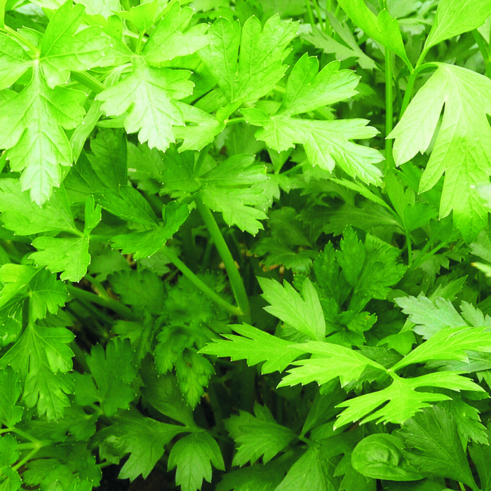 Julivert (manat)