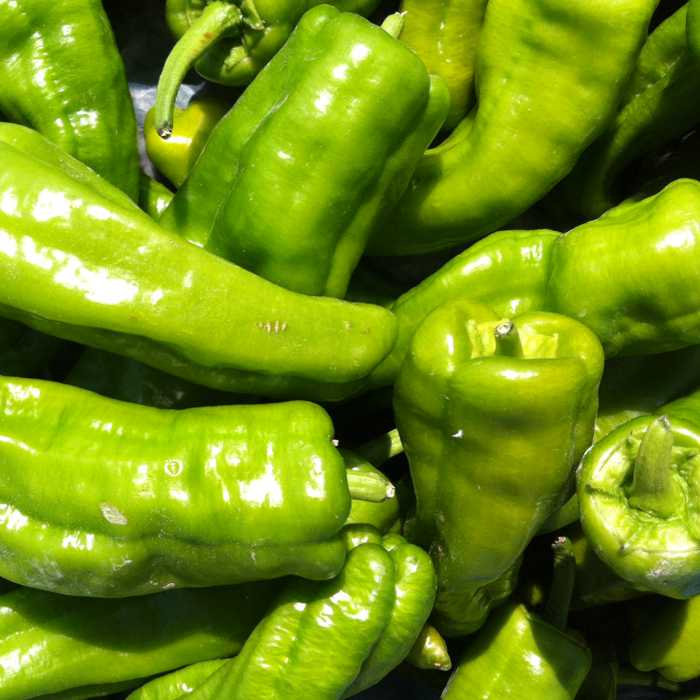 Pebrot verd Italià -Andalusia-