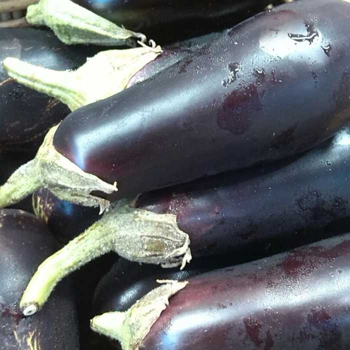 Albergínia -Andalusia-