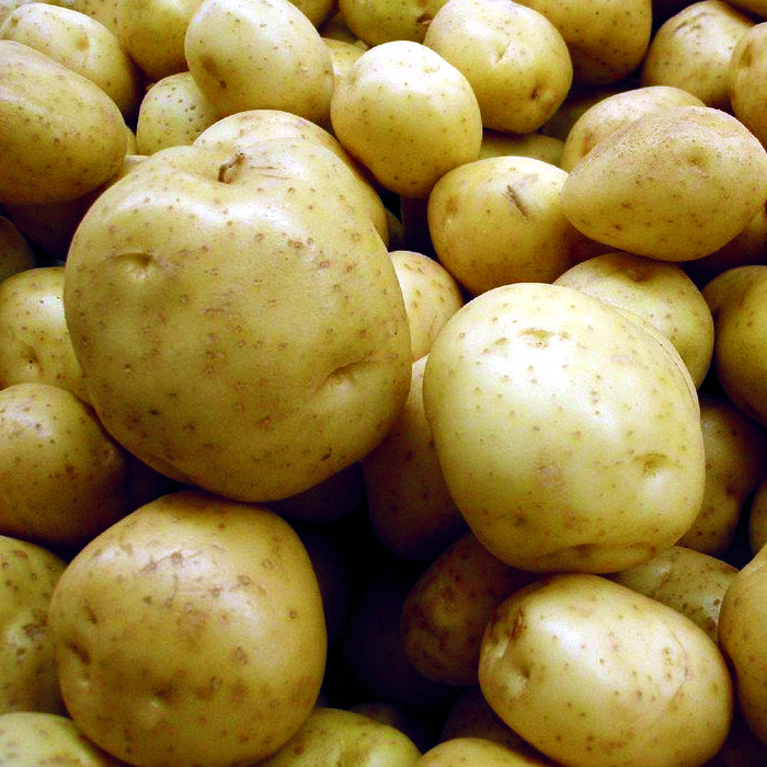 Patata AGRIA -La Cerdanya-