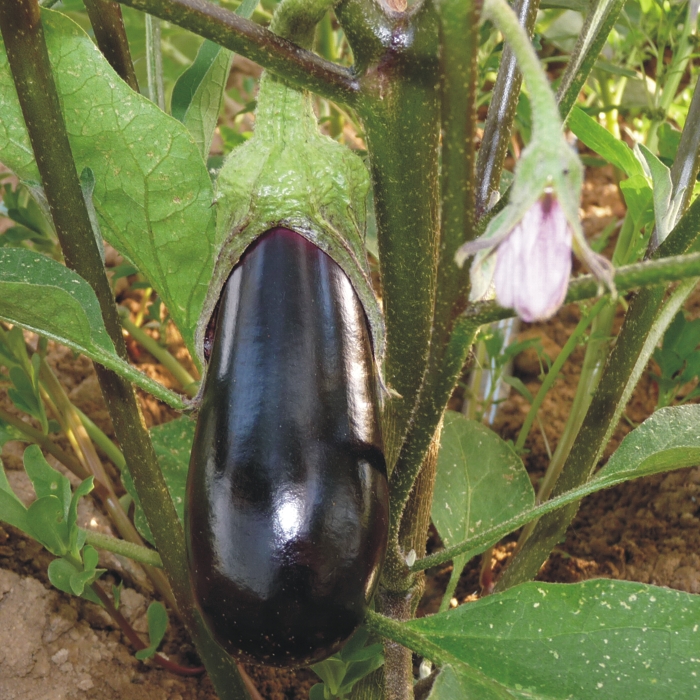Albergínia