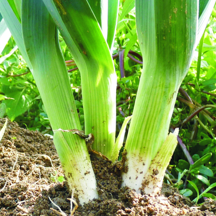 Porro