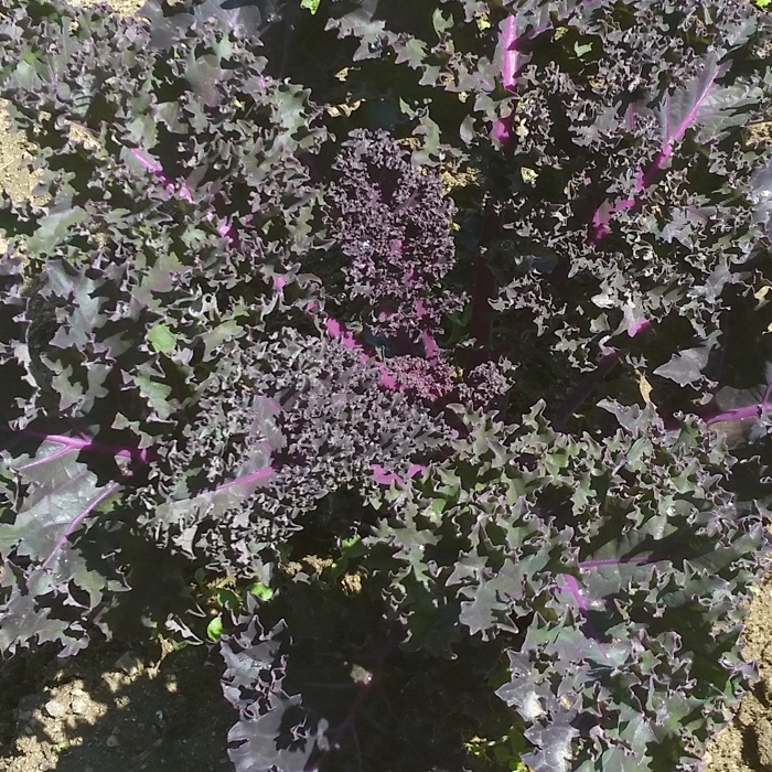 Col kale morada (kg)